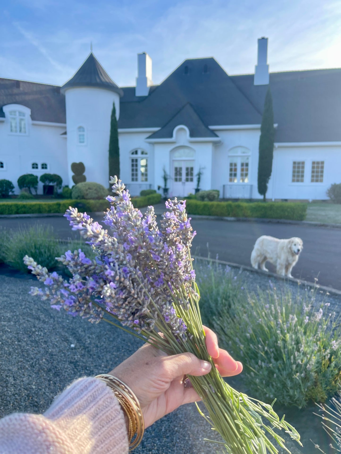 Lavender Sachet - a touch of Provence in a blush velvet bag