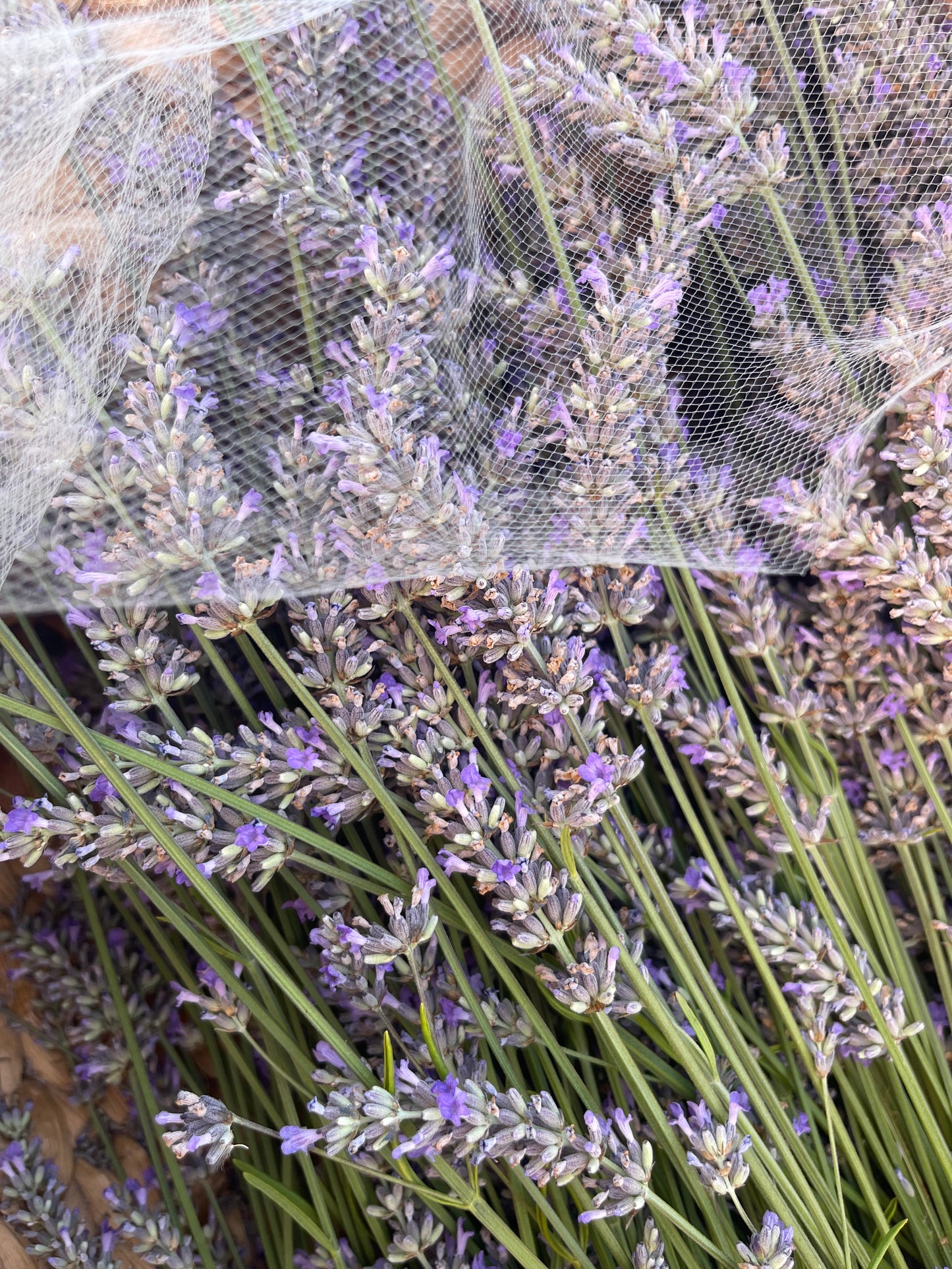 Dried flower Bouquet or Vase