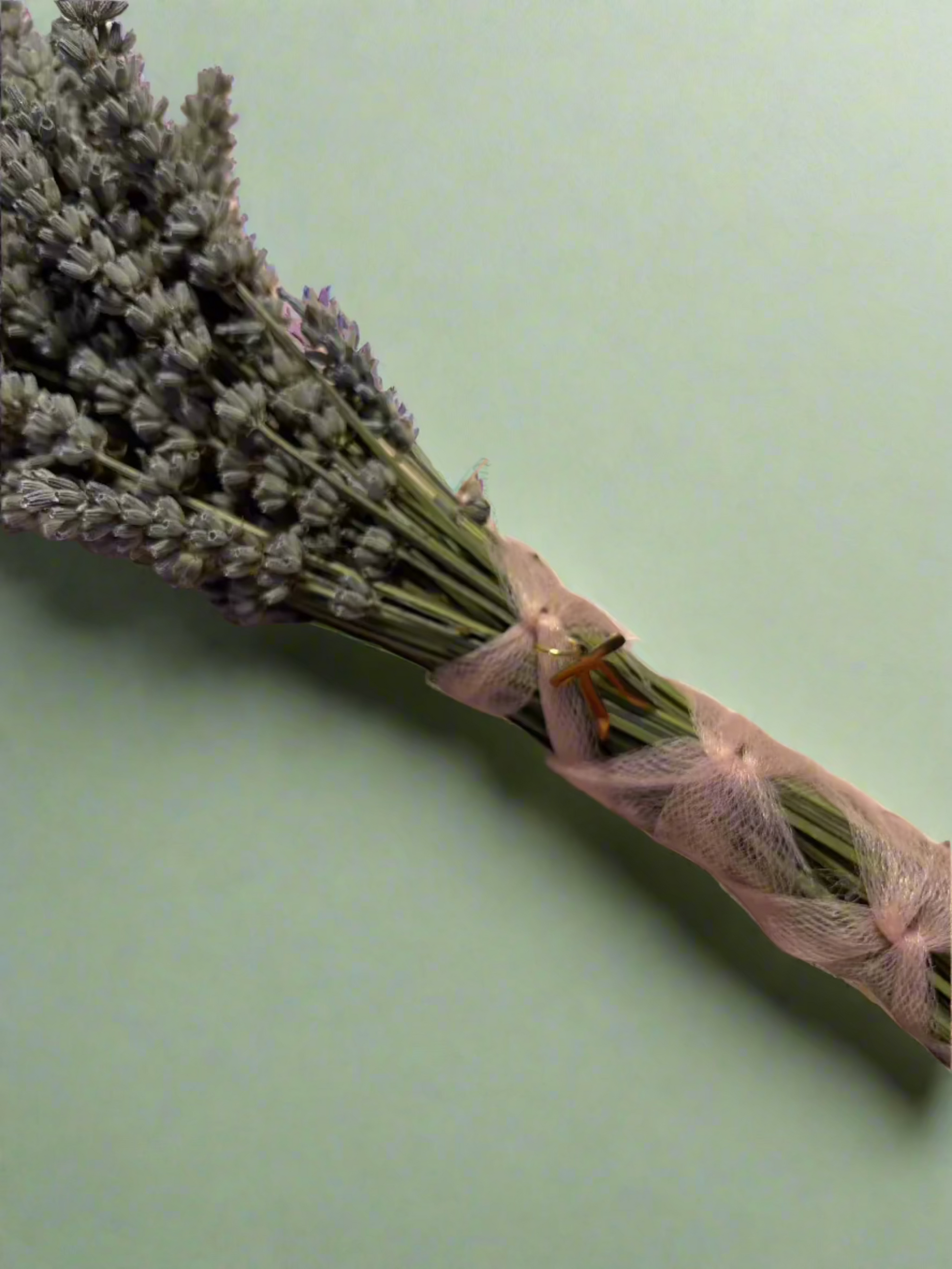 ballerina lavender plant Lavender Ballerina Bow Bouquet