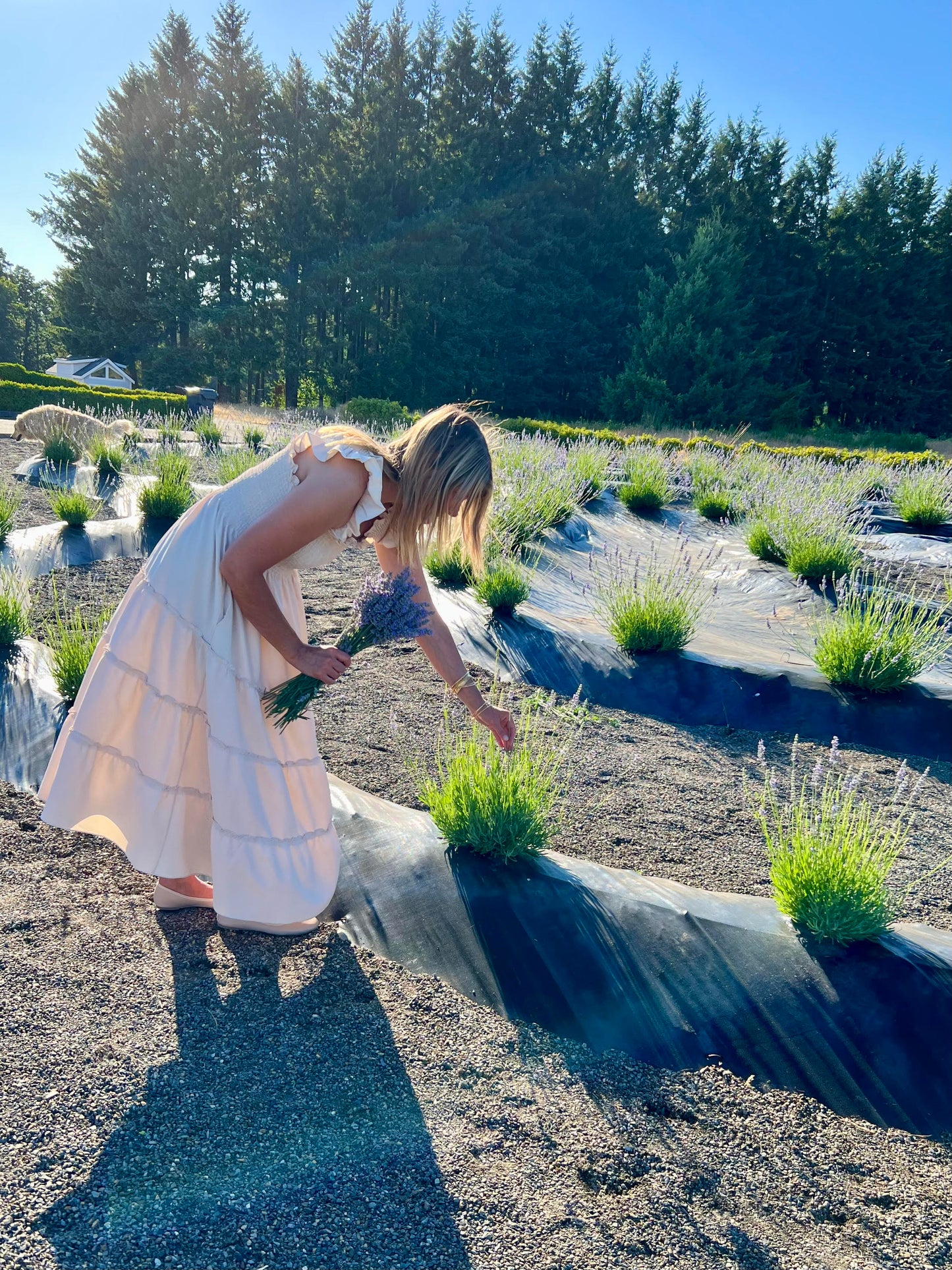 Rose Quartz Heart Perfume Necklace & Lotion Gift Set